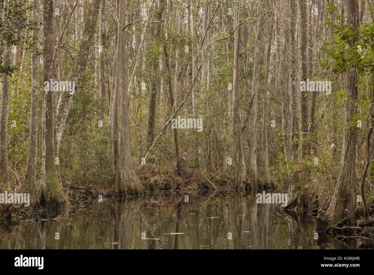 Creek or canal through Swamp Cypress forest in the Okefenokee National Wildlife Refuge, Georgia Stock Photo
