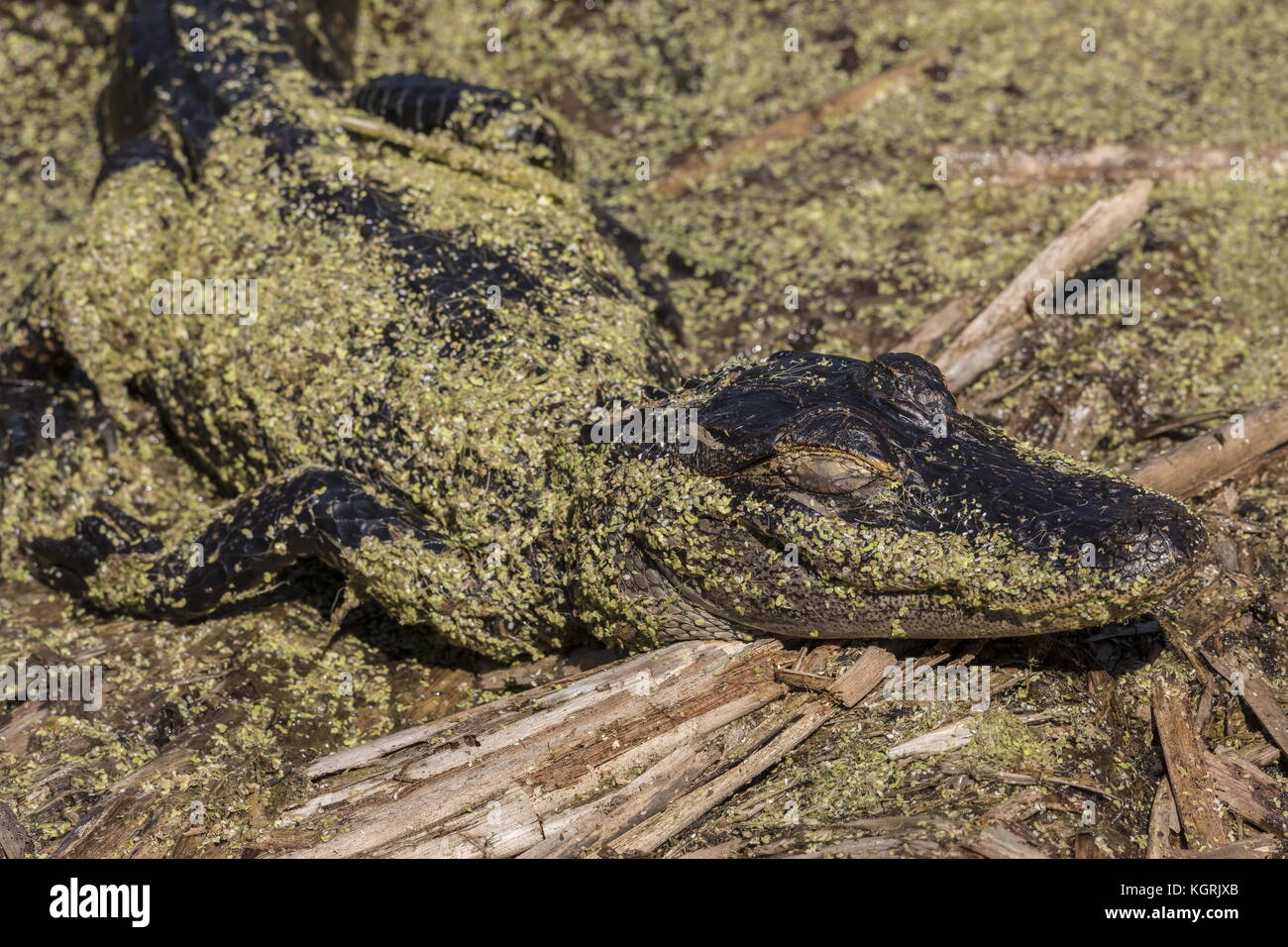 American alligator, Alligator mississippiensis, covered with duckweed, basking. Florida. Stock Photo