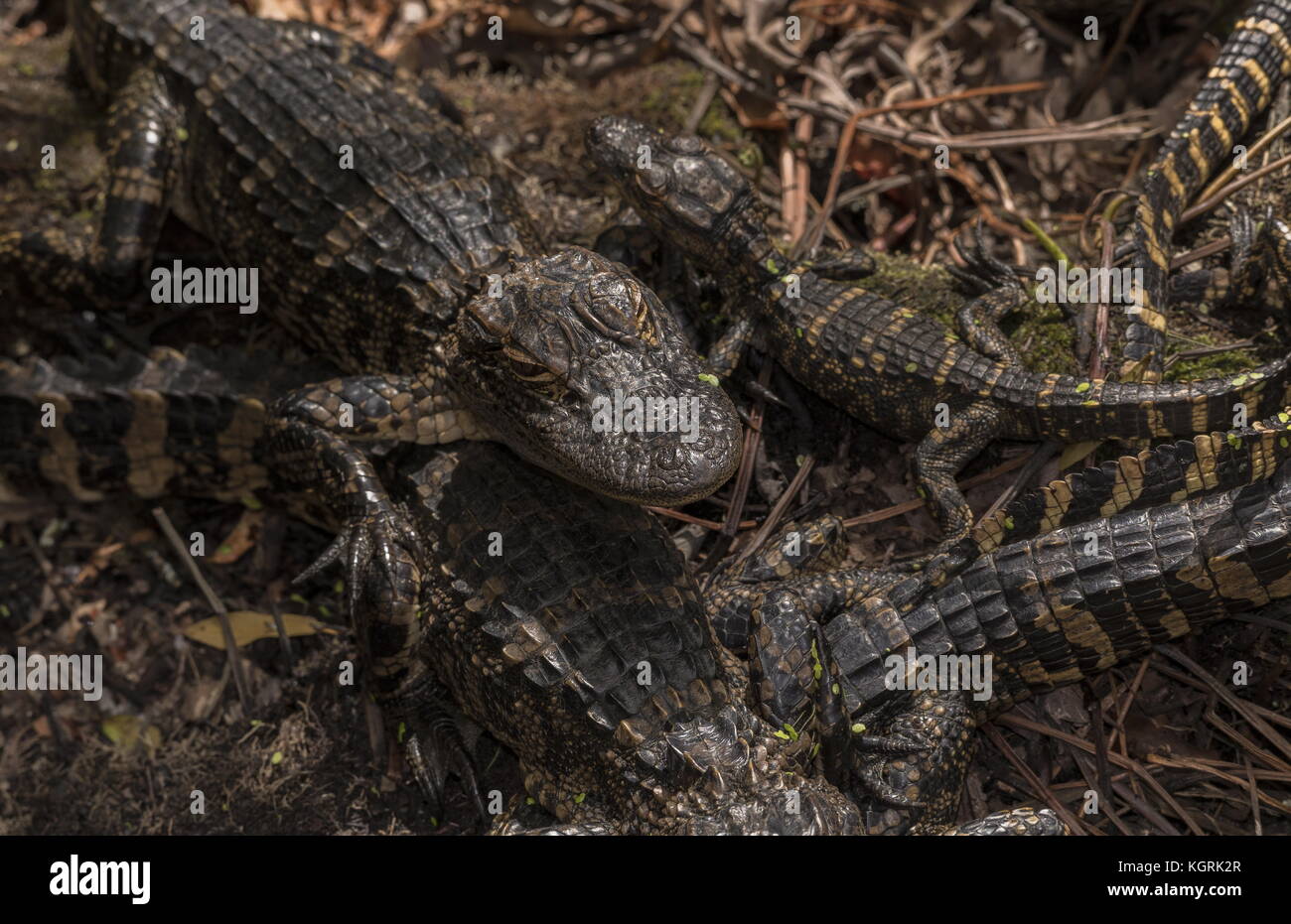 Young American alligators, Alligator mississippiensis, clustered together in 'nursery'. Florida. Stock Photo