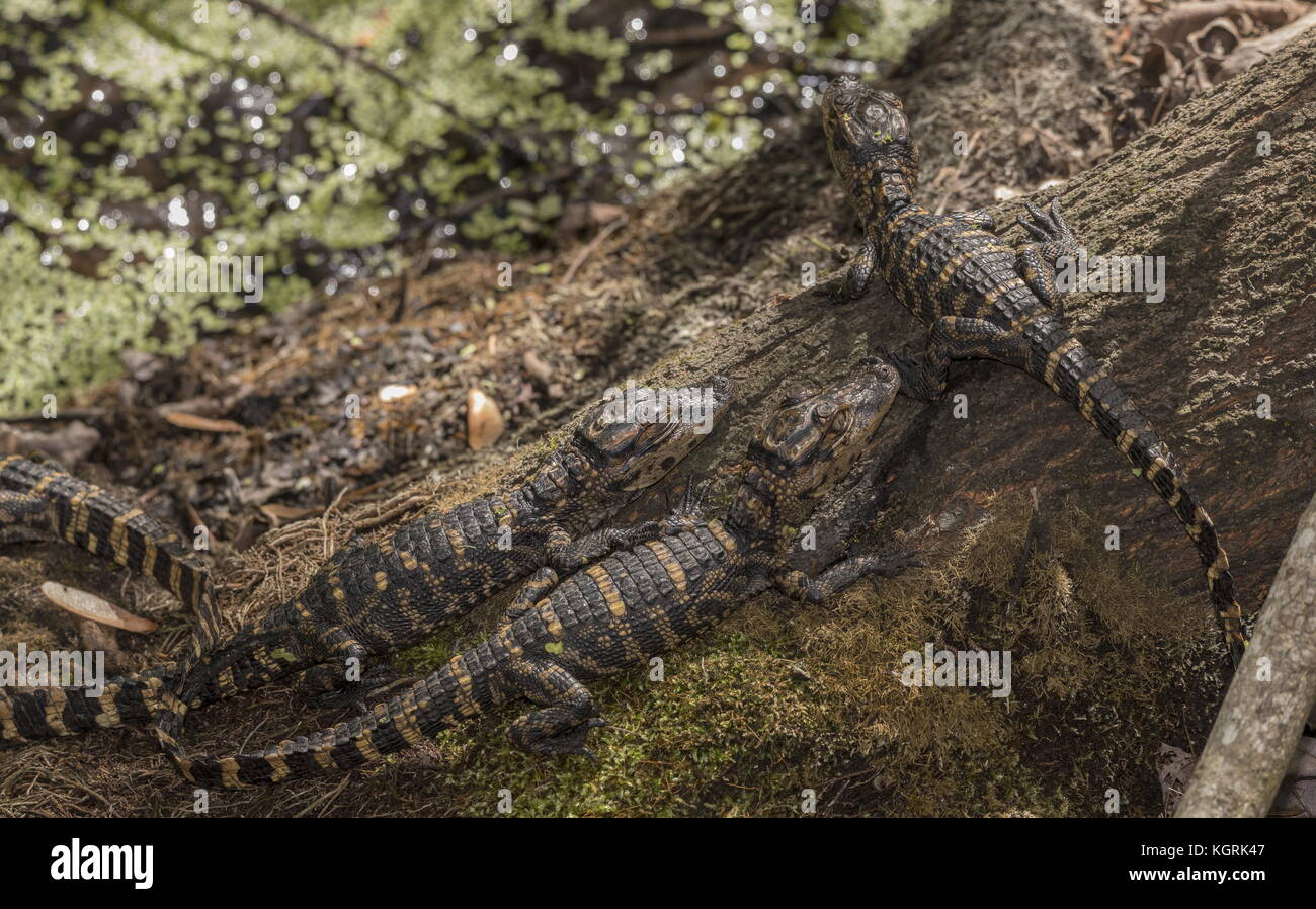 Young American alligators, Alligator mississippiensis, clustered ...