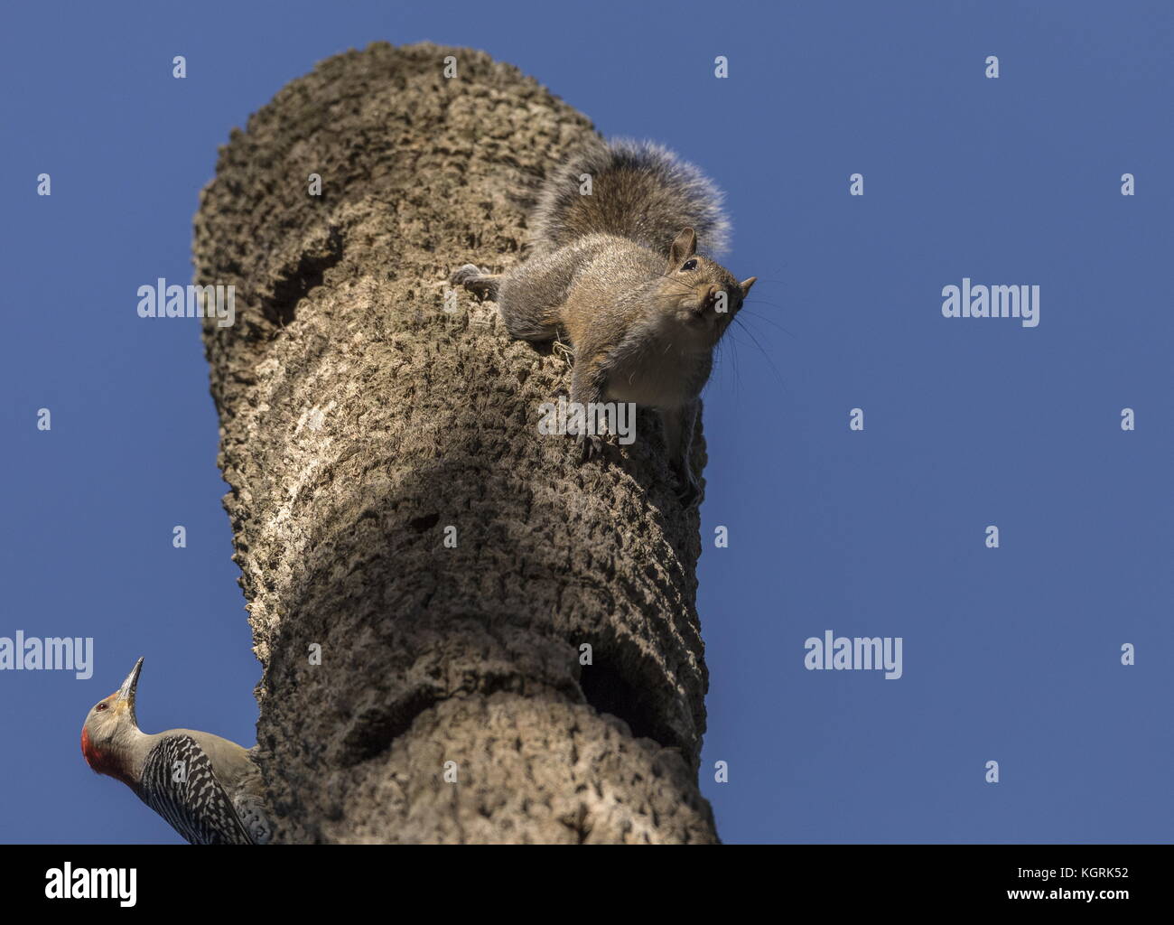 Male redbellied woodpecker, Melanerpes carolinus defending its nest