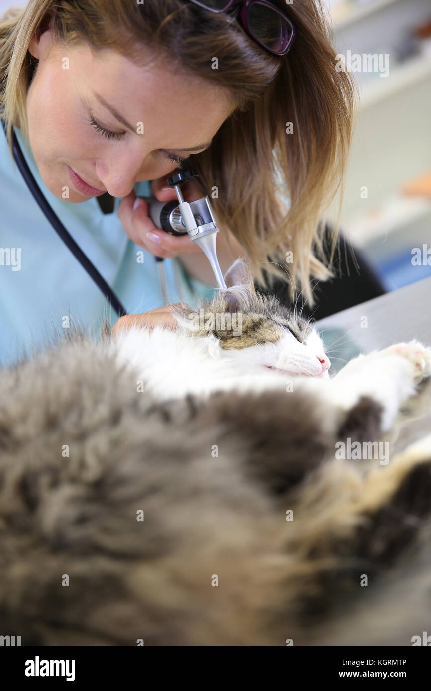 Veterinarian examining cat ear infection Stock Photo