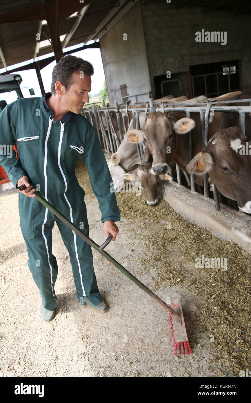 Farmer sweeping floor in barn Stock Photo