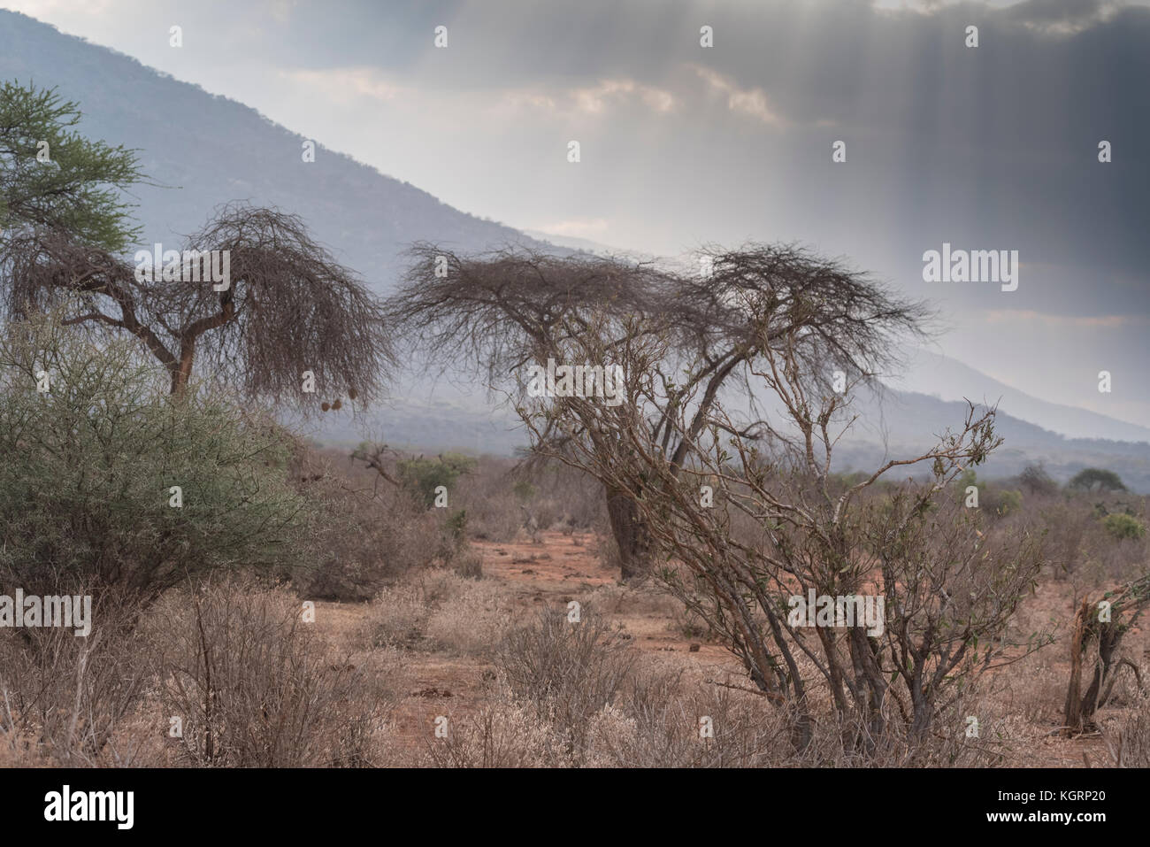 A rainy day in Tsavo East, Kenya Stock Photo Alamy