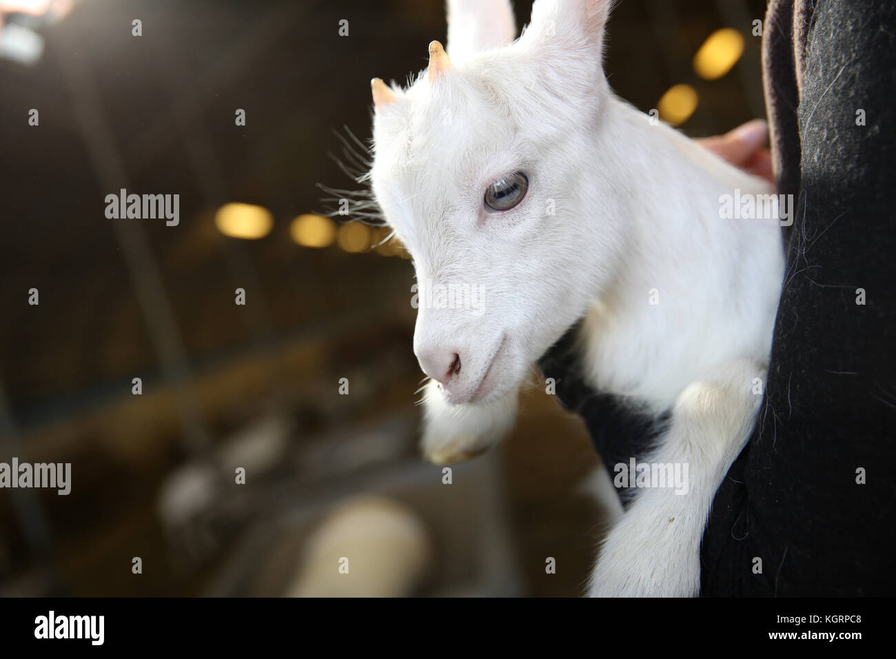 Closeup of white baby goat Stock Photo Alamy