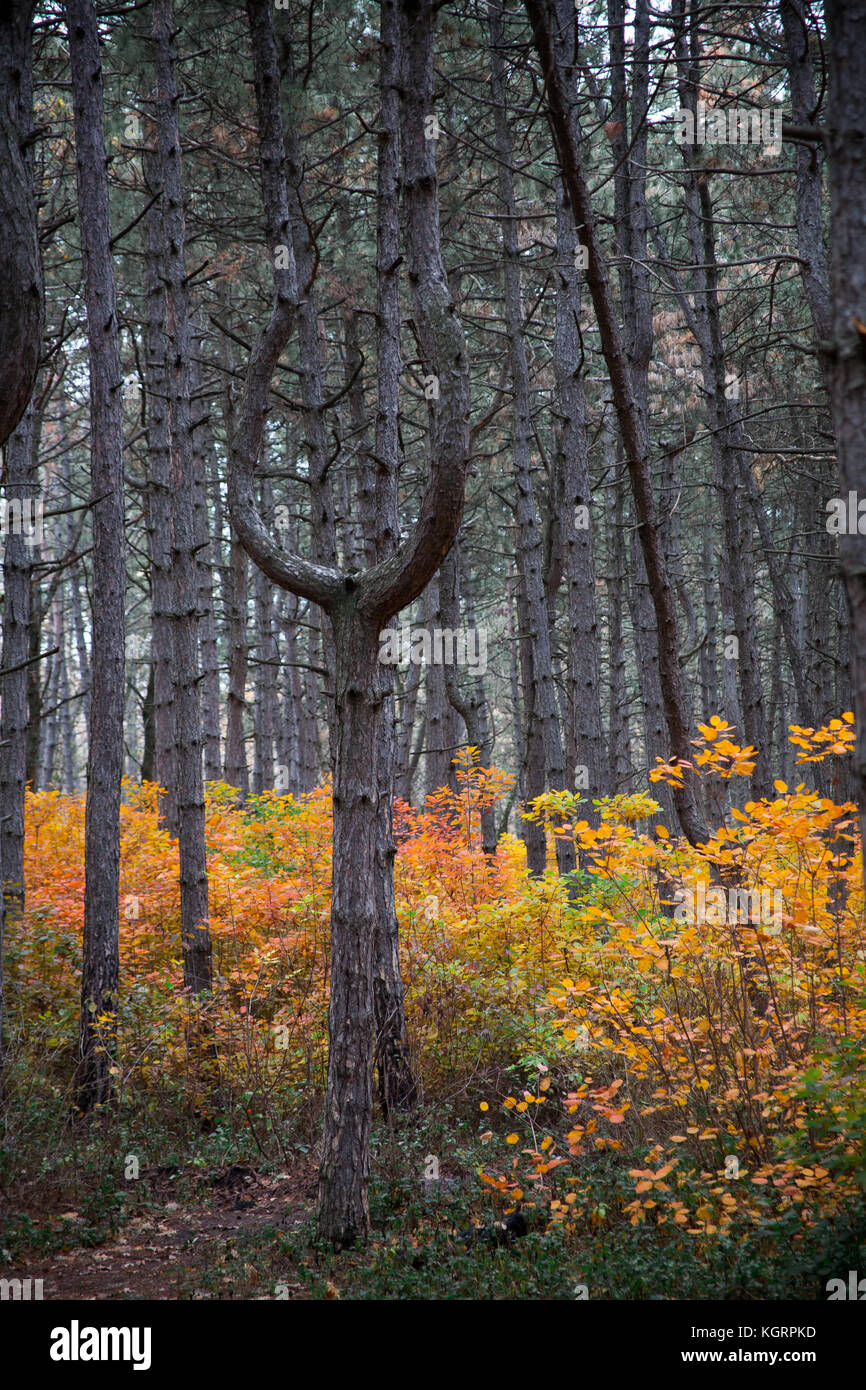 Trees in the forest,at autumn Stock Photo - Alamy