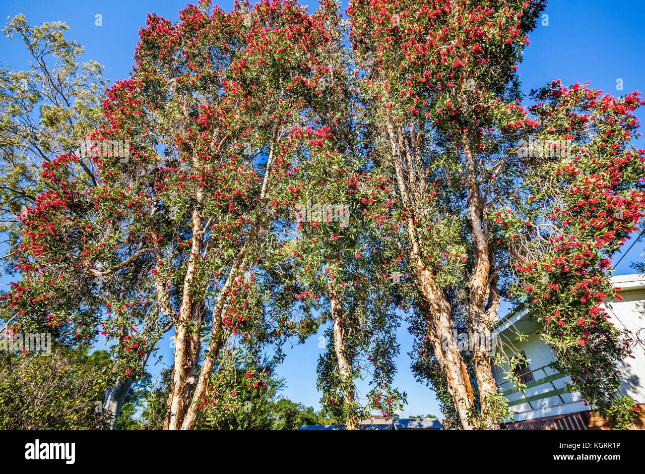 Australia, New South Wales, Central Coast,  Wheeping Red-flowering Paperbark at Umina Beach Stock Photo