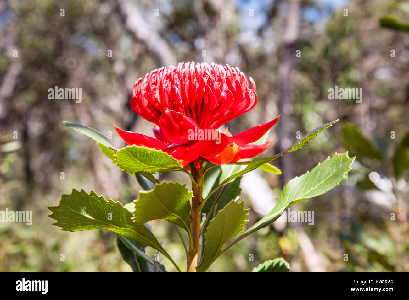 flowering Waratah (Telopea speciosissima) at Brisbane Water National Park, Central Coast of New South Wales, Australia. The Waratah is the floral embl Stock Photo