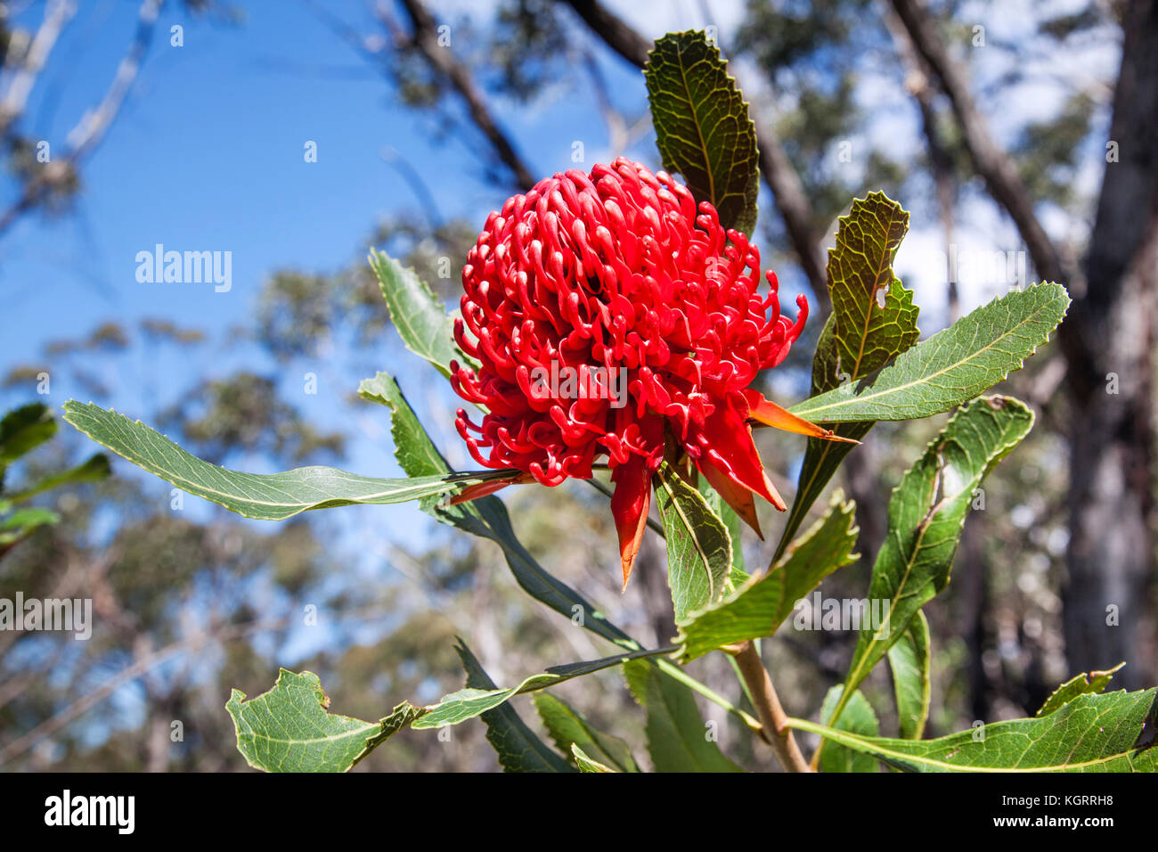 flowering Waratah (Telopea speciosissima) at Brisbane Water National Park, Central Coast of New South Wales, Australia. The Waratah is the floral embl Stock Photo