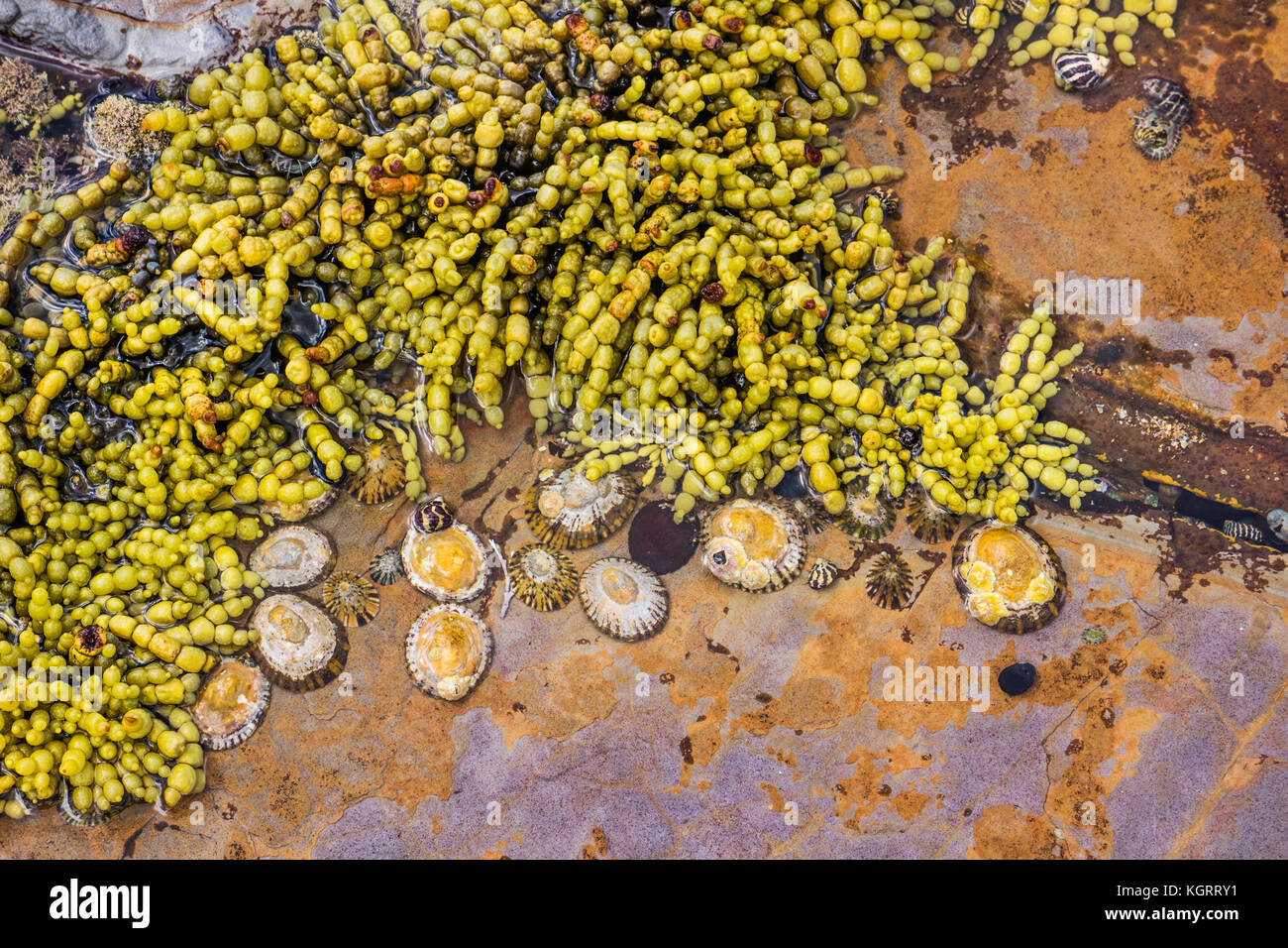 Australia, New South Wales, Central Coast, Bouddi National Park, limpets and Hormosira banksii seaweed exposed at low tide in a rockpool at Maitland B Stock Photo