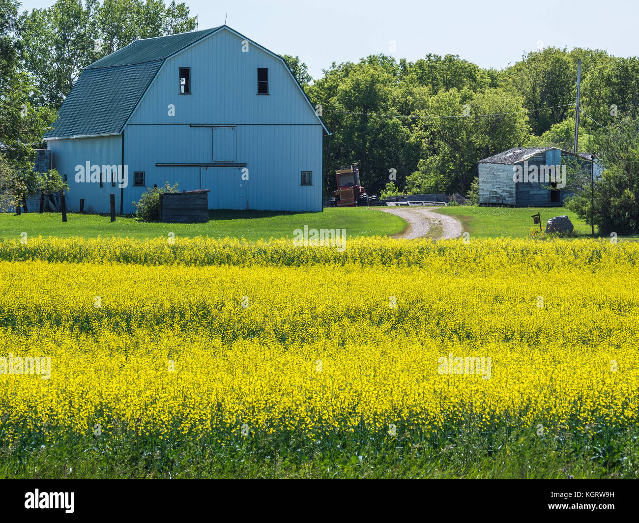 Saskatchewan farm canola hires stock photography and images Alamy