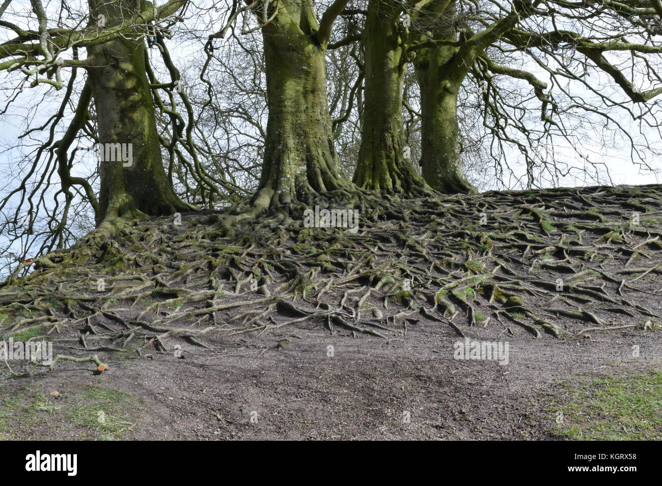 Beech trees, Avebury Stock Photo