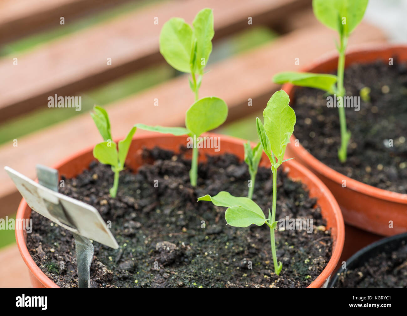 A macro shot of some sweet pea seedlings. Stock Photo