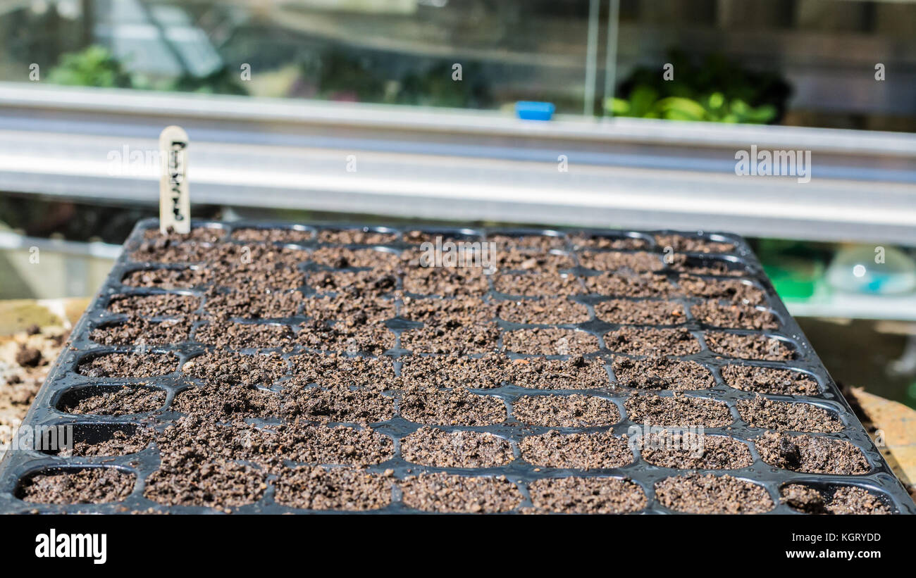 A shot of a seed tray with freshly sown seeds. Stock Photo