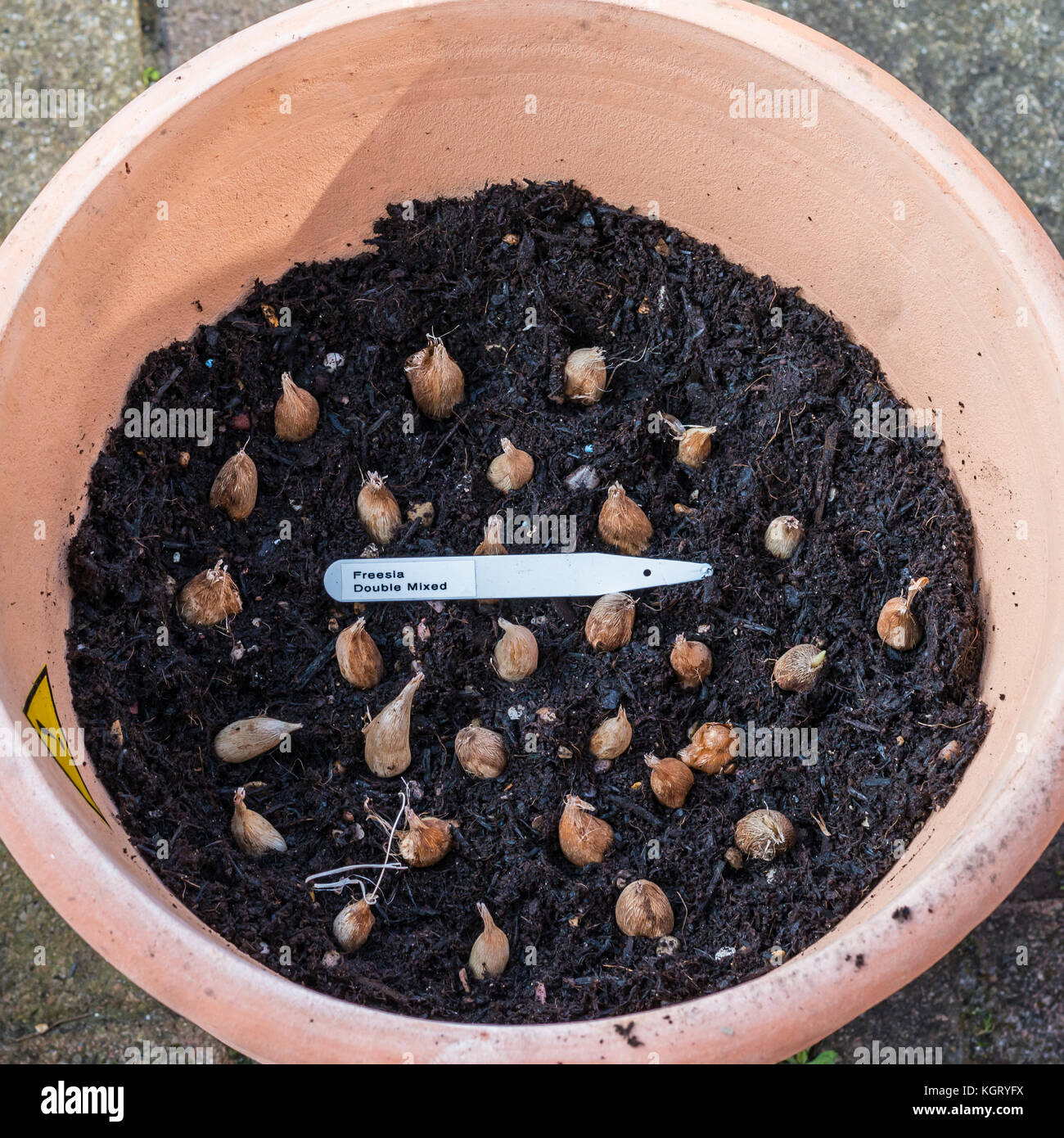 A shot of some freesia bulbs in a plant pot. Stock Photo
