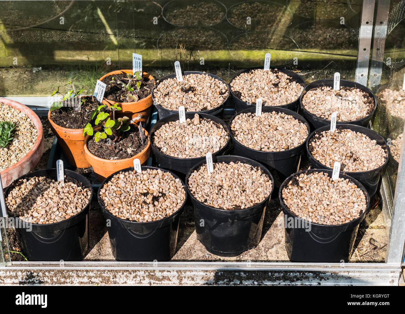 A shot of some potted up dahlia tubers in a greenhouse. Stock Photo