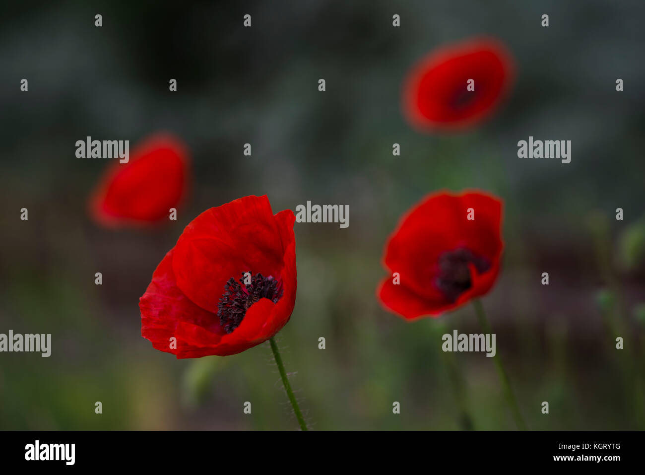 Field of poppies Stock Photo Alamy
