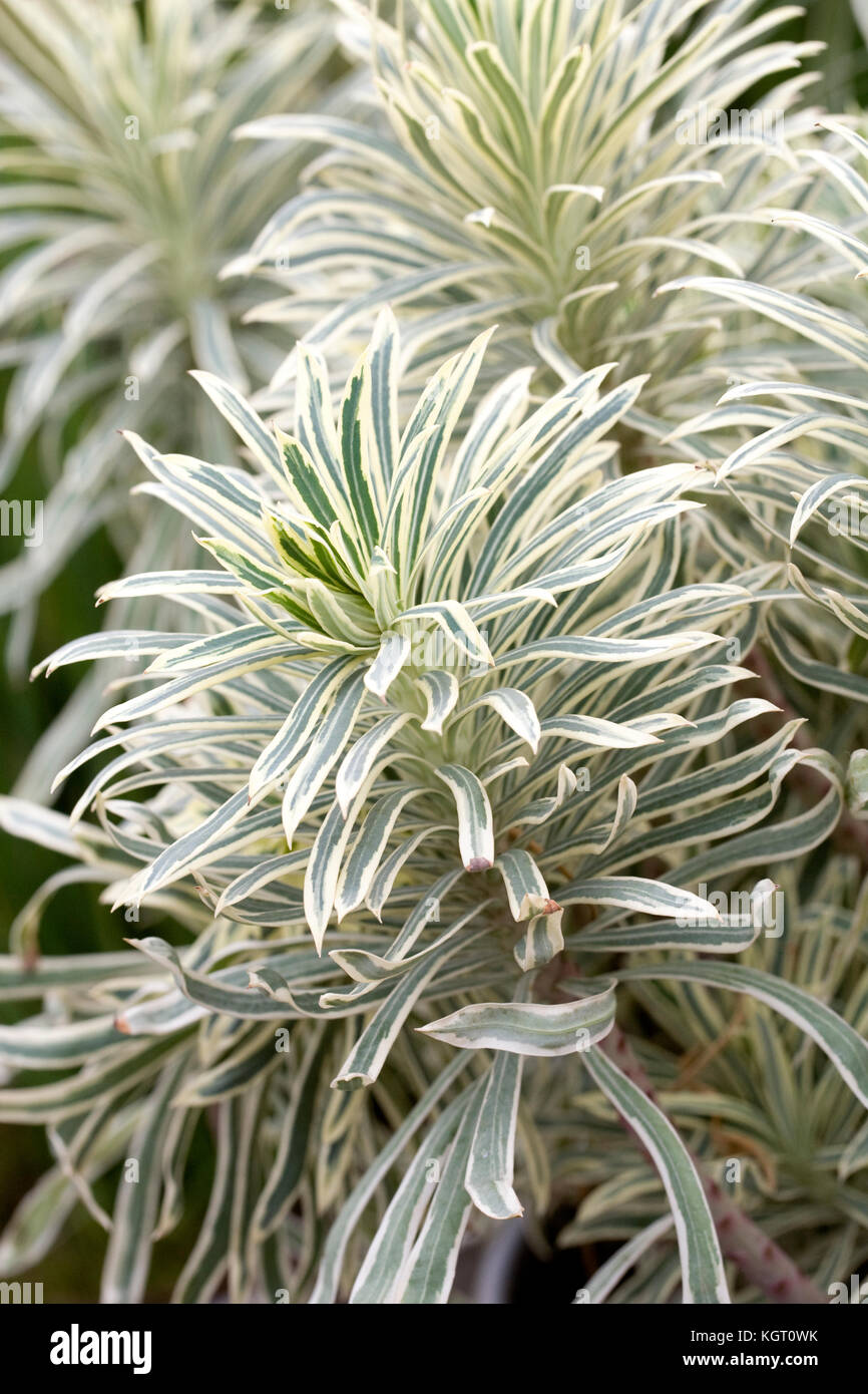 Euphorbia characias 'Tasmanian Tiger' plant. Stock Photo