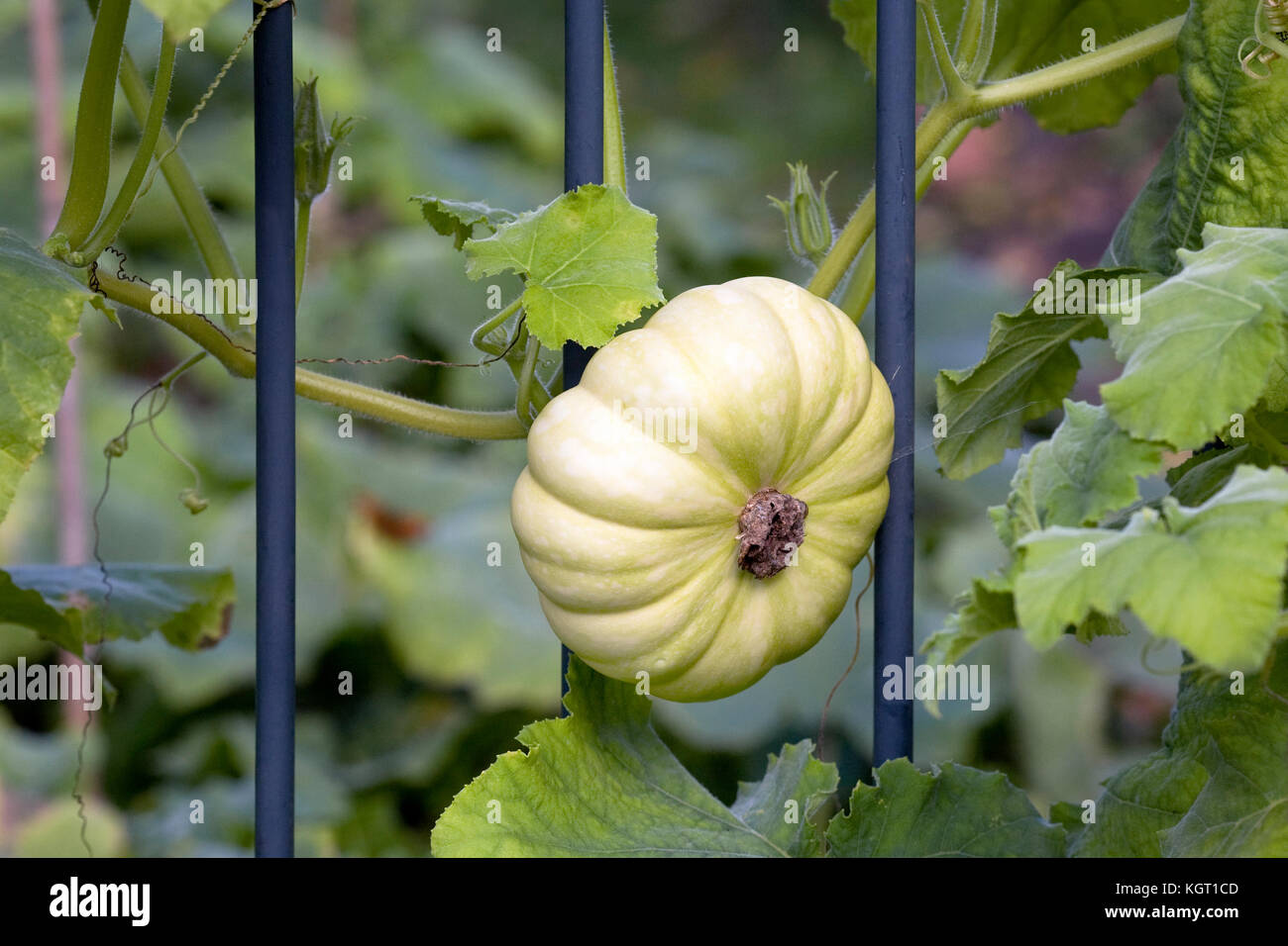 Curcubita pepo. Pumpkin growing through iron railings. Stock Photo