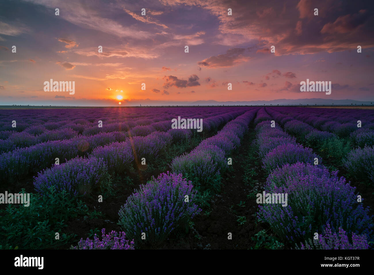 Lavender fileld at sunset Stock Photo
