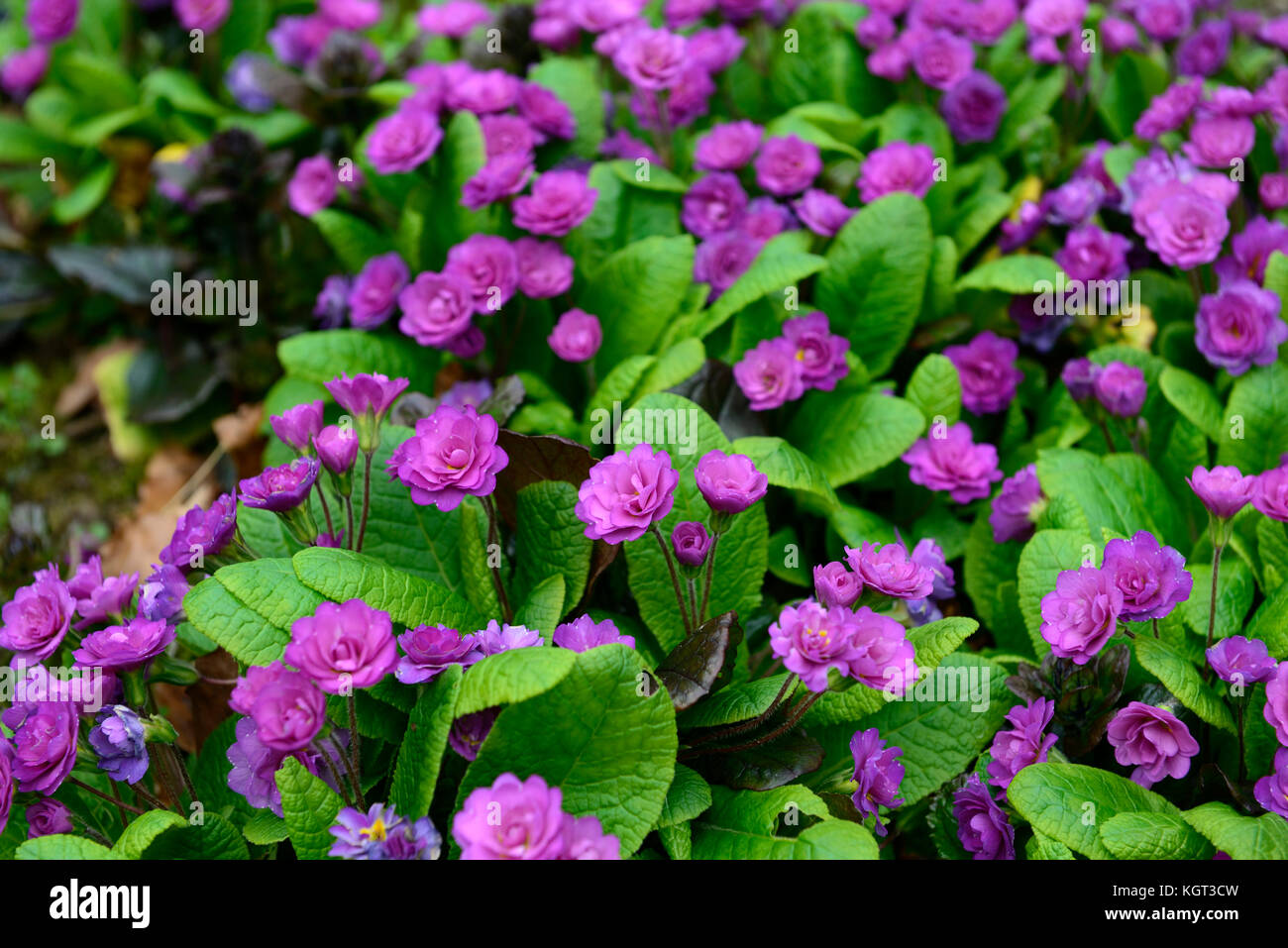 Primula vulgaris Marie Crousse,Double primrose, pink, primrose, primroses, primula,primulas, spring, flower, flowers, flowering, doubles, RM Floral Stock Photo
