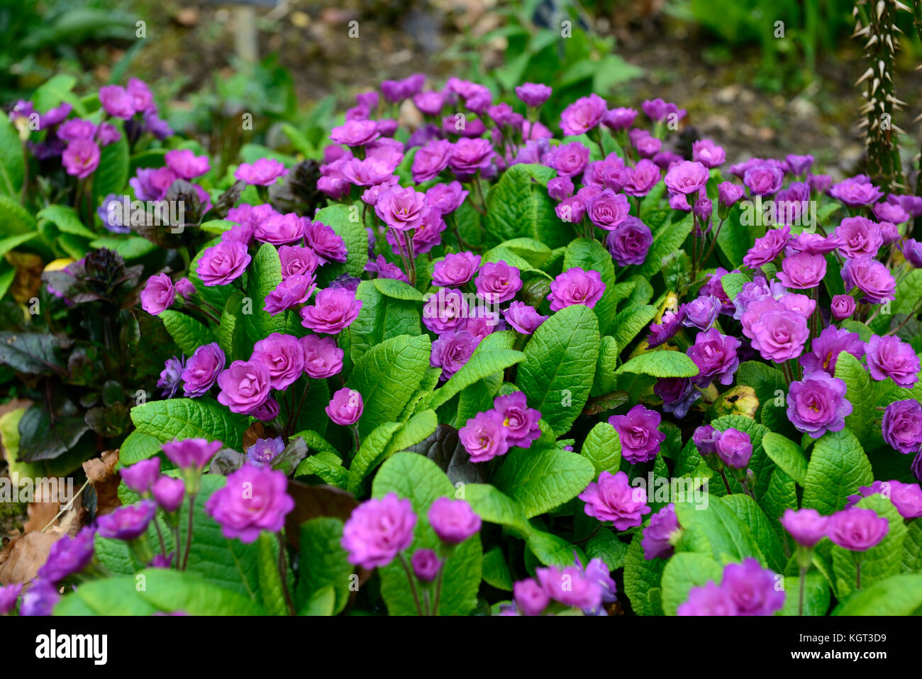 Primula vulgaris Marie Crousse,Double primrose, pink, primrose, primroses, primula,primulas, spring, flower, flowers, flowering, doubles, RM Floral Stock Photo