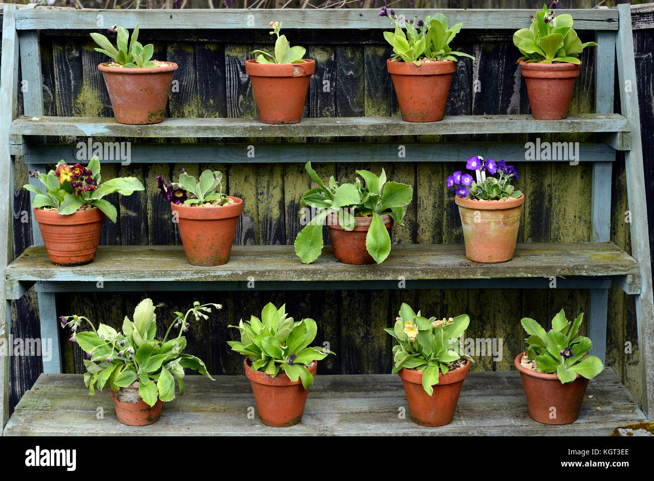 primula, auricula, theatre, display, displays, arrangement, arranged, show,flowering plants in pots, flowers, spring, RM Floral Stock Photo
