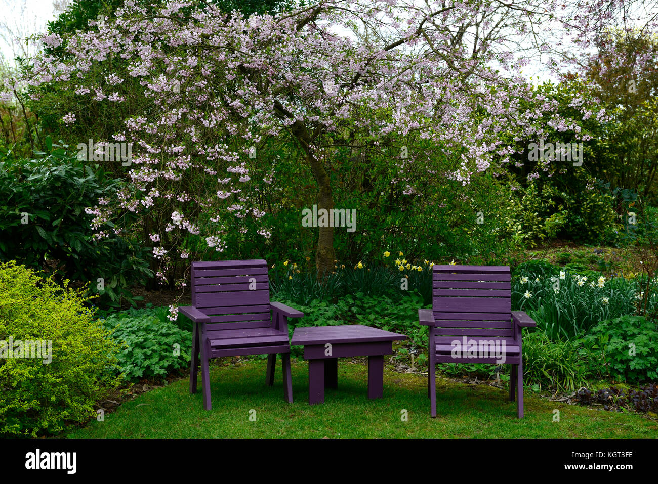 Prunus × yedoensis Pink Shell, cherry Pink Shell, spring, garden, blossom, bloom, blooming, purple chair, chairs, garden, seats, seating, gardening, R Stock Photo