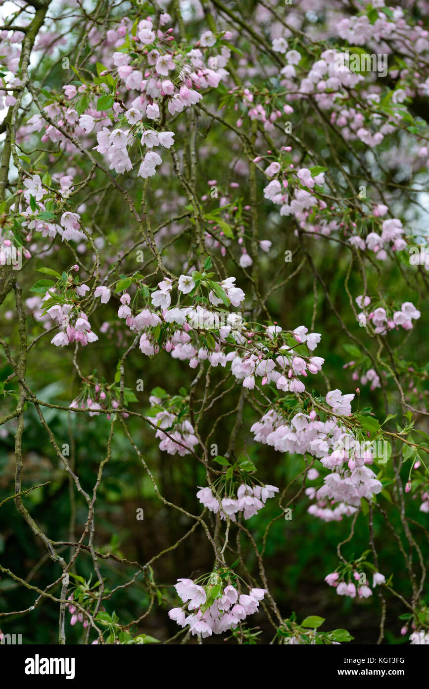 Prunus × yedoensis Pink Shell, cherry Pink Shell, spring, garden, blossom, bloom, blooming,gardens, cherries, gardening, RM Floral Stock Photo