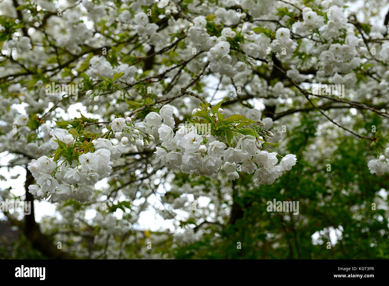 Prunus shirotae,Mount Fuji Cherry, prunus mount fuji,flowering cherry,white,flowers,blooms ,blossoms ,blossoming, tree,spring,RM Floral Stock Photo