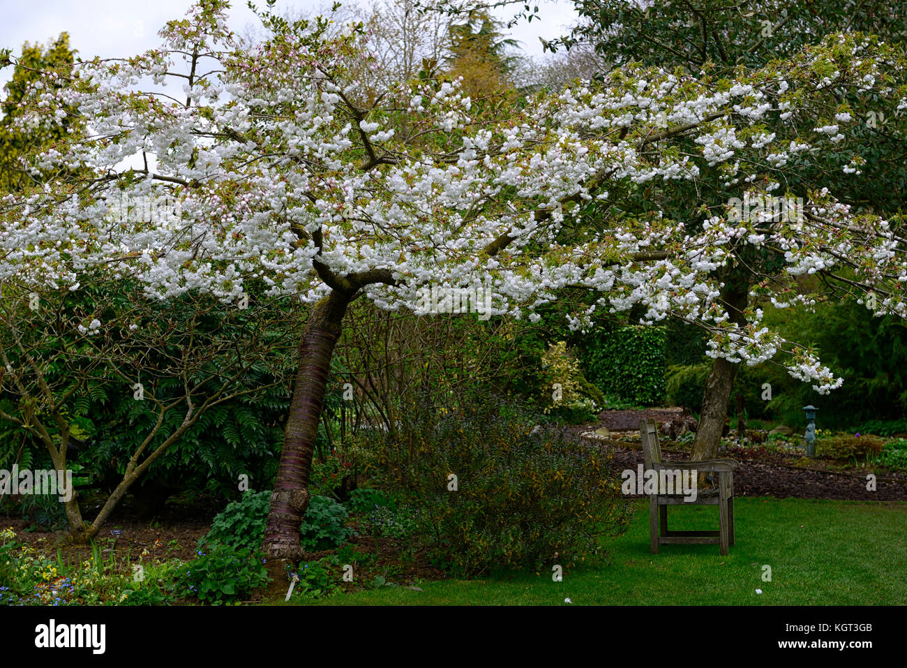 Prunus shirotae,Mount Fuji Cherry, prunus mount fuji,flowering cherry,white,flowers,blooms ,blossoms ,blossoming, tree,spring,RM Floral Stock Photo