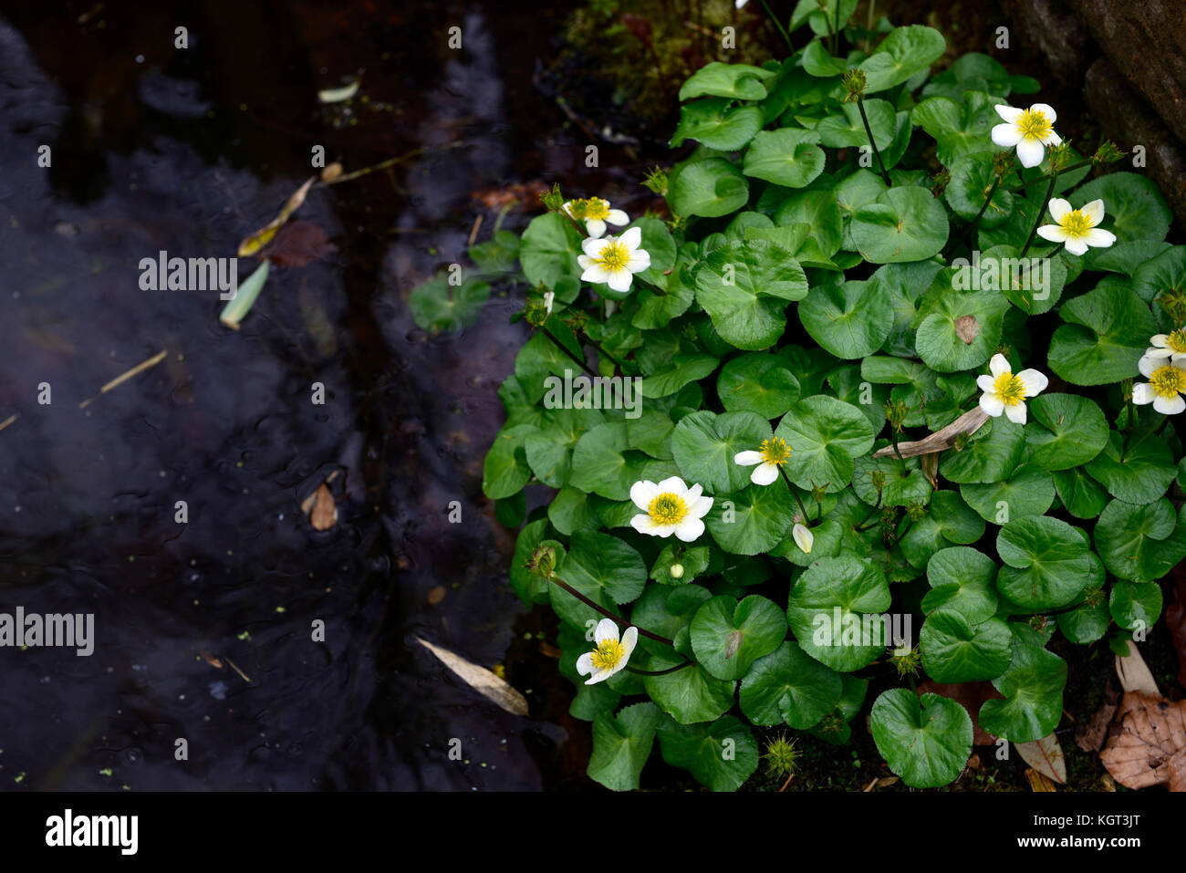 Ranunculus peltatus, Pond Water crowfoot, pool, water plant, white, flower,  flowers, flowering, spring, RM Floral Stock Photo - Alamy