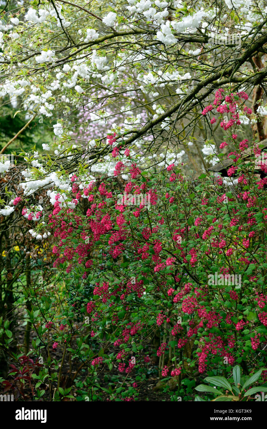 ribes sanguineum red pimpernel, flowering, currant, closeup, pink ,flowers, plant portraits, deciduous, shrub, shrubs, currants ,spring,RM Floral Stock Photo