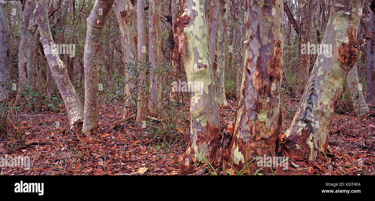 Spotted gums (Corymbia (Eucalyptus) maculata) near Nargal Lake, Eurobodalla National Park, South Coast, New South Wales, Australia Stock Photo