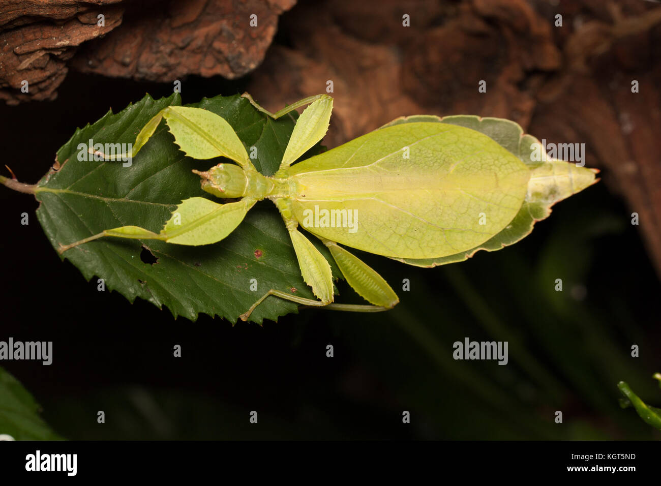 an insect leaf Stock Photo
