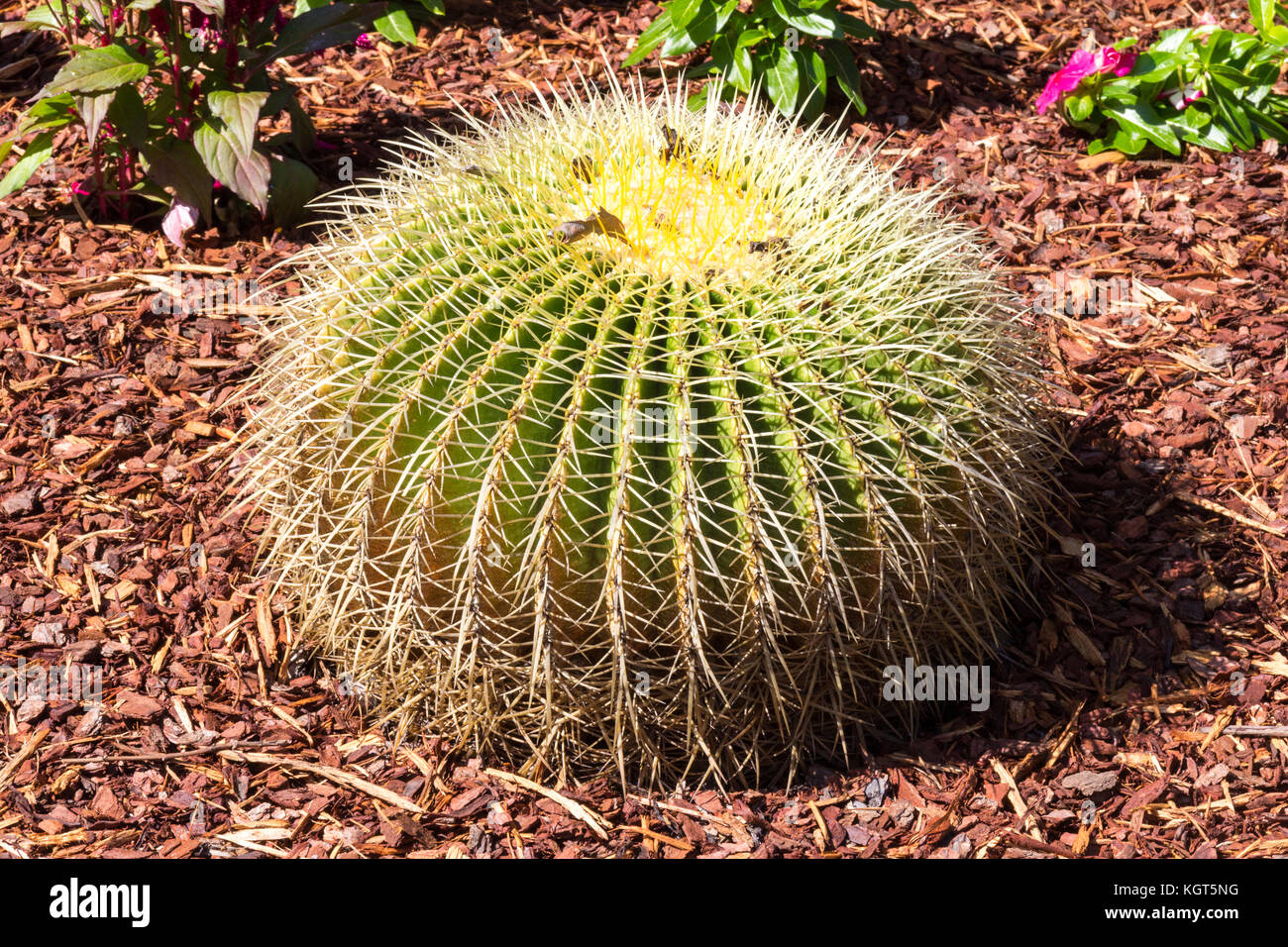 Golden bareel cactus, echinocactus grusonii Stock Photo