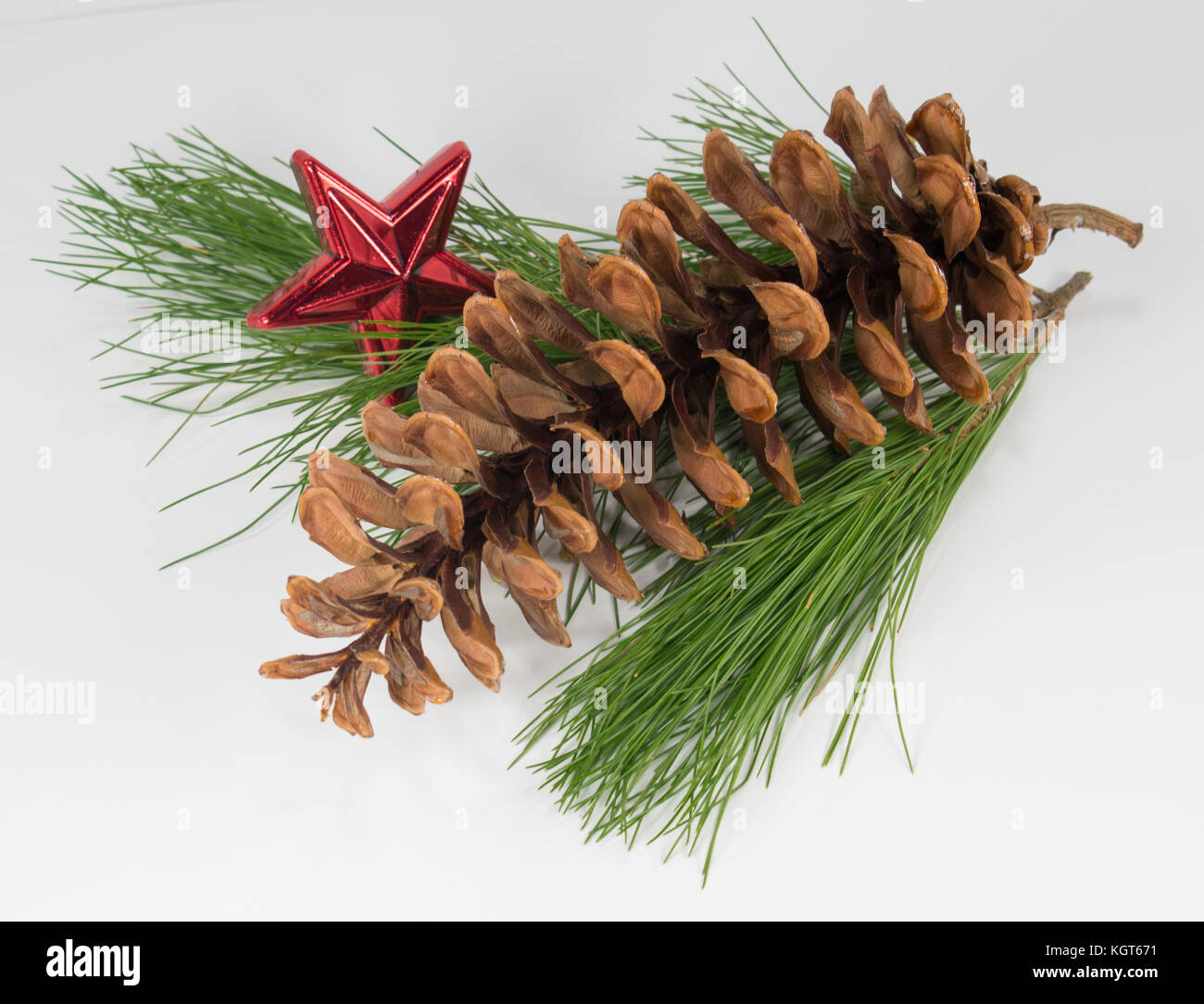 A beautiful White Pine cone and red star ornament on a White Pine bough Stock Photo