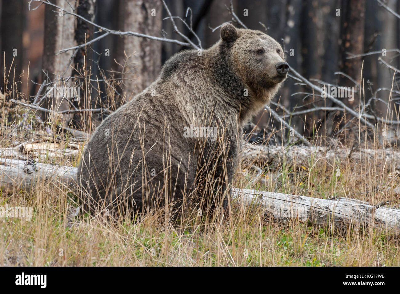 Grizzly bear in Yellowstone National Park Stock Photo - Alamy