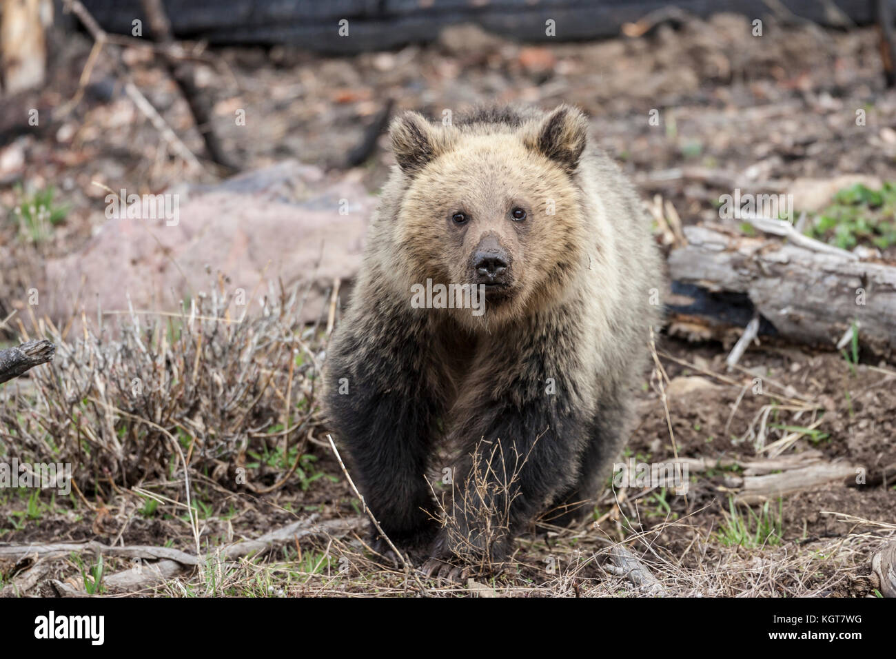 Grizzly bear in Yellowstone National Park Stock Photo - Alamy