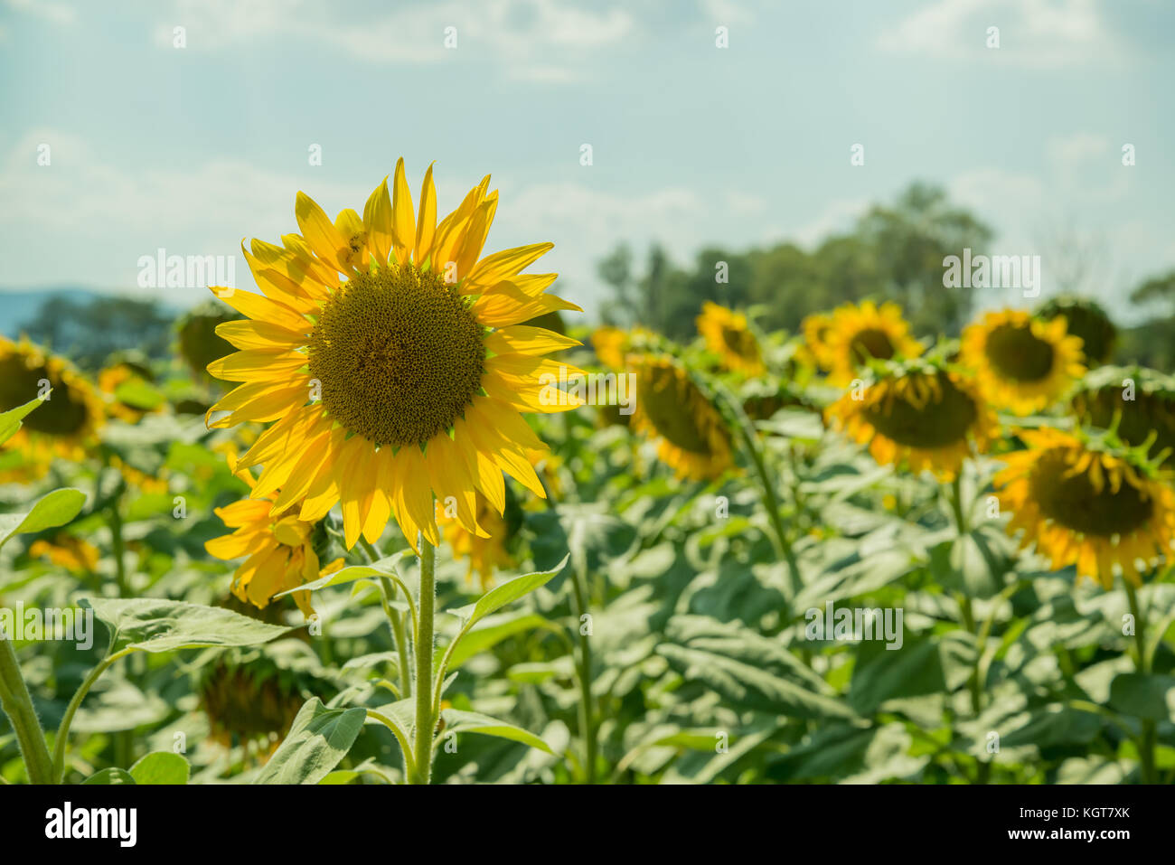 Field with sunflowers Stock Photo - Alamy
