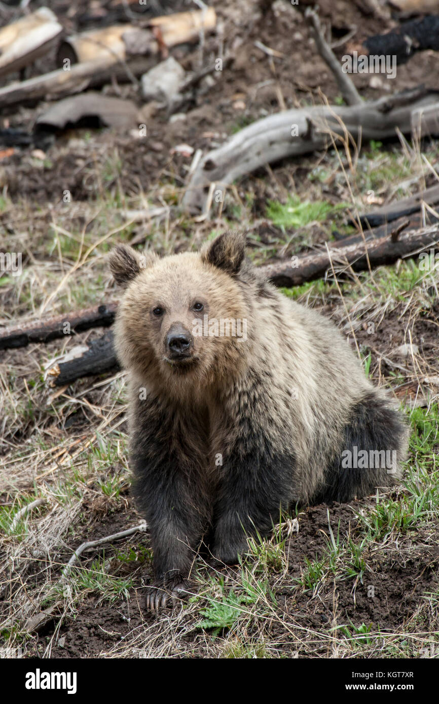 Grizzly bear in Yellowstone National Park Stock Photo - Alamy