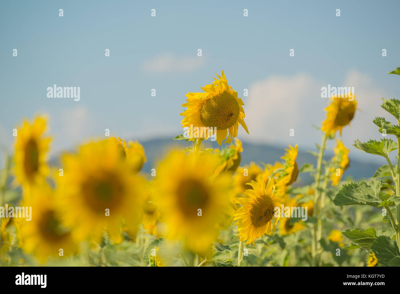 Field with sunflowers Stock Photo - Alamy