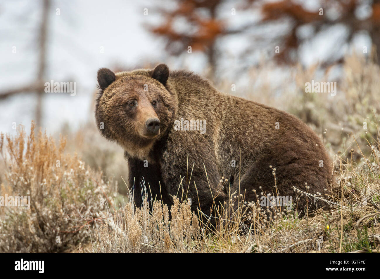 Grizzly bear in Yellowstone National Park Stock Photo - Alamy