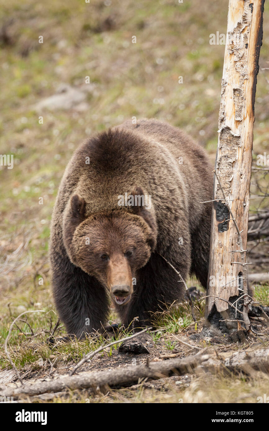 Grizzly bear in Yellowstone National Park Stock Photo - Alamy