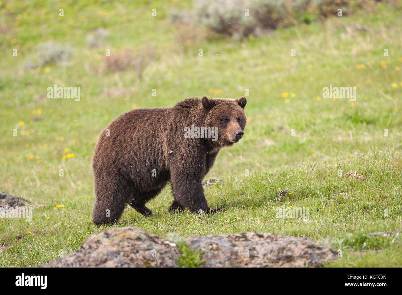 Grizzly bear in Yellowstone National Park Stock Photo - Alamy