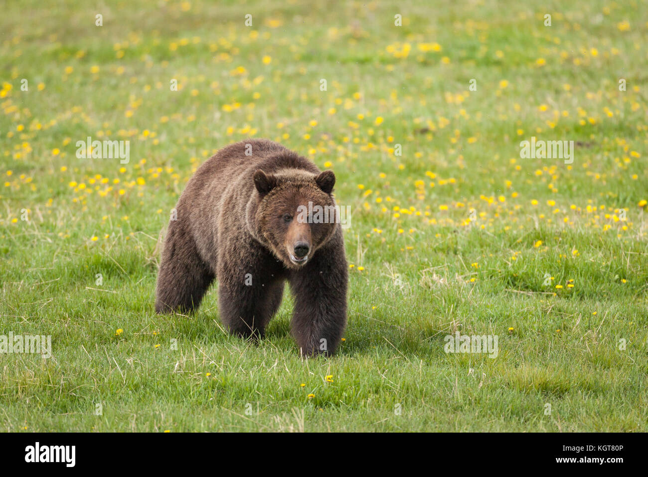 Grizzly bear in Yellowstone National Park Stock Photo - Alamy