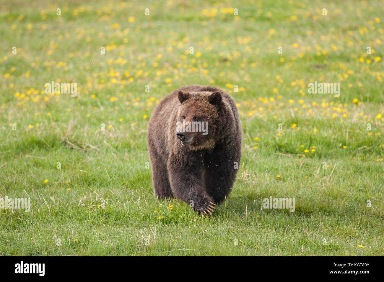 Grizzly bear in Yellowstone National Park Stock Photo - Alamy