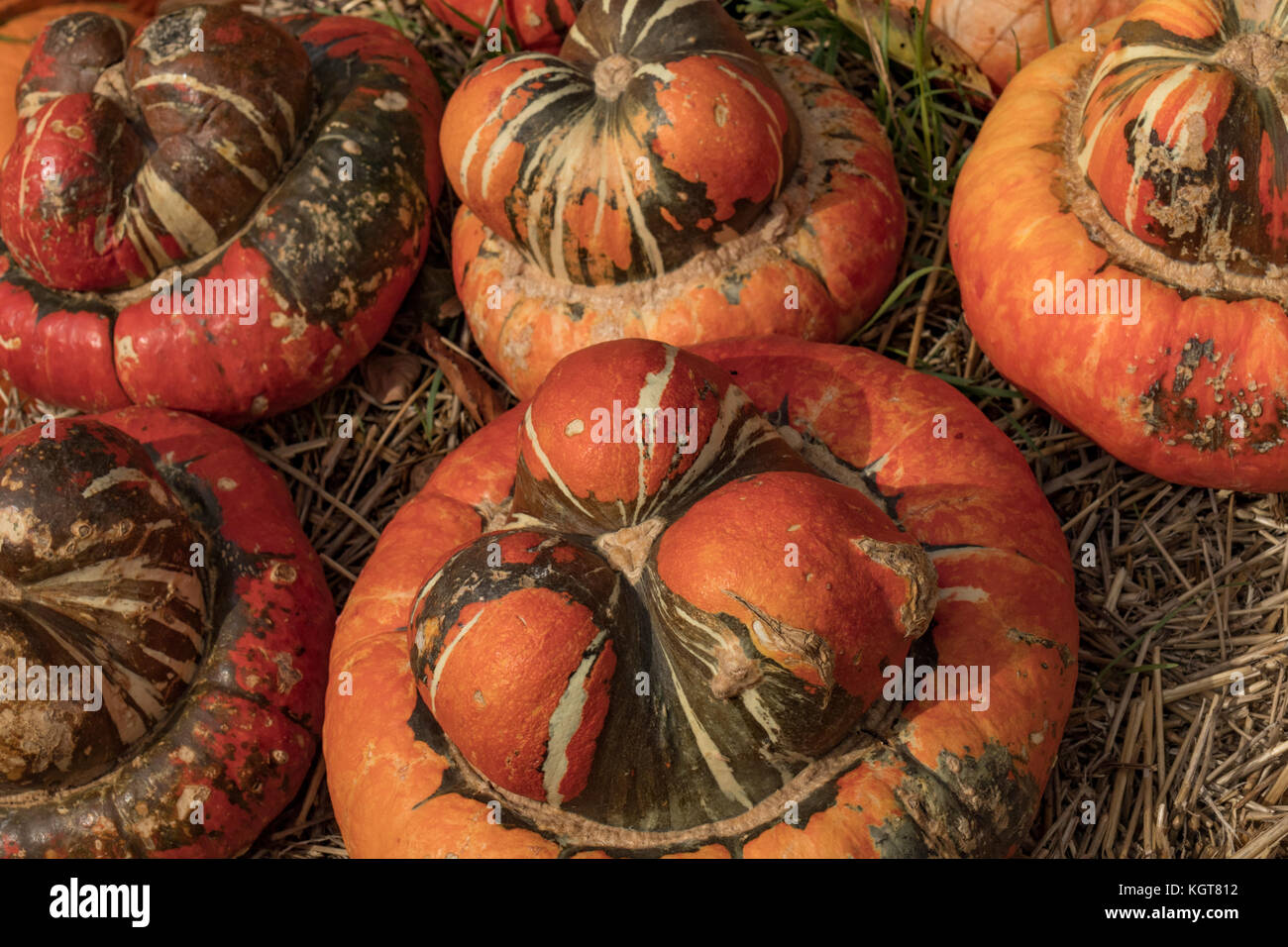 Carving gourds hi-res stock photography and images - Alamy