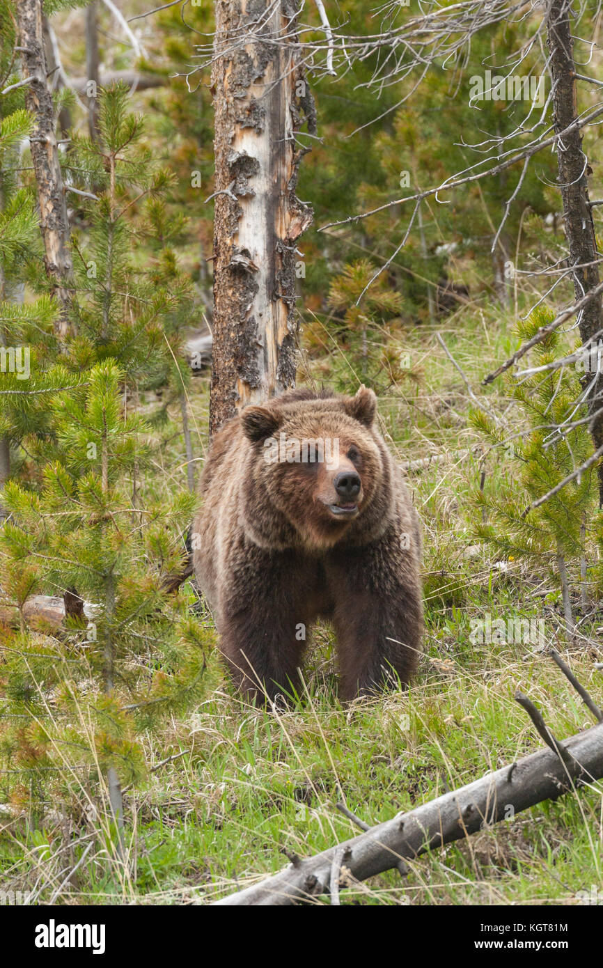 Grizzly bear in Yellowstone National Park Stock Photo - Alamy