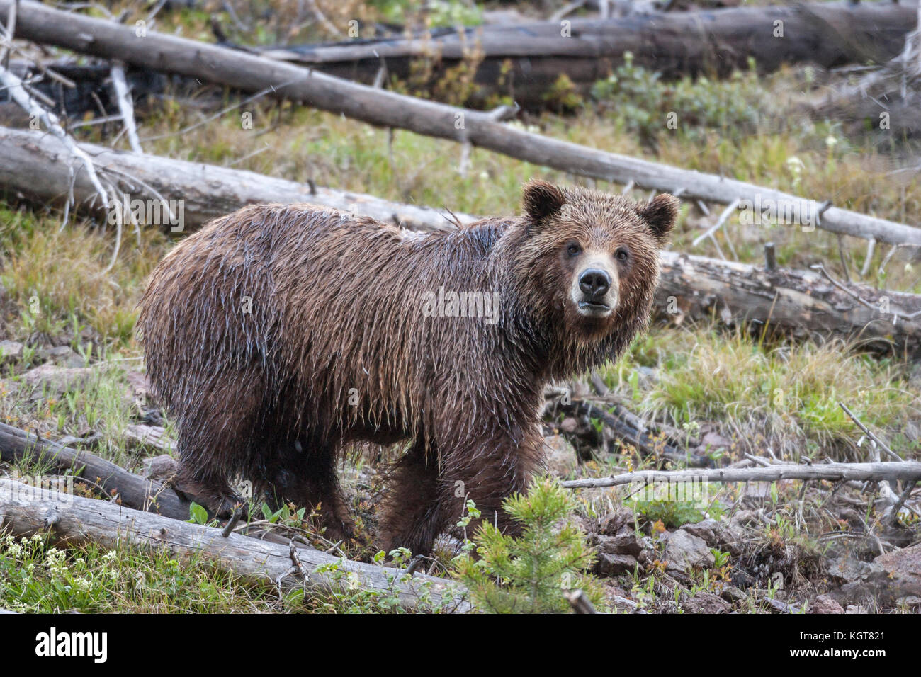 Grizzly bear in Yellowstone National Park Stock Photo - Alamy